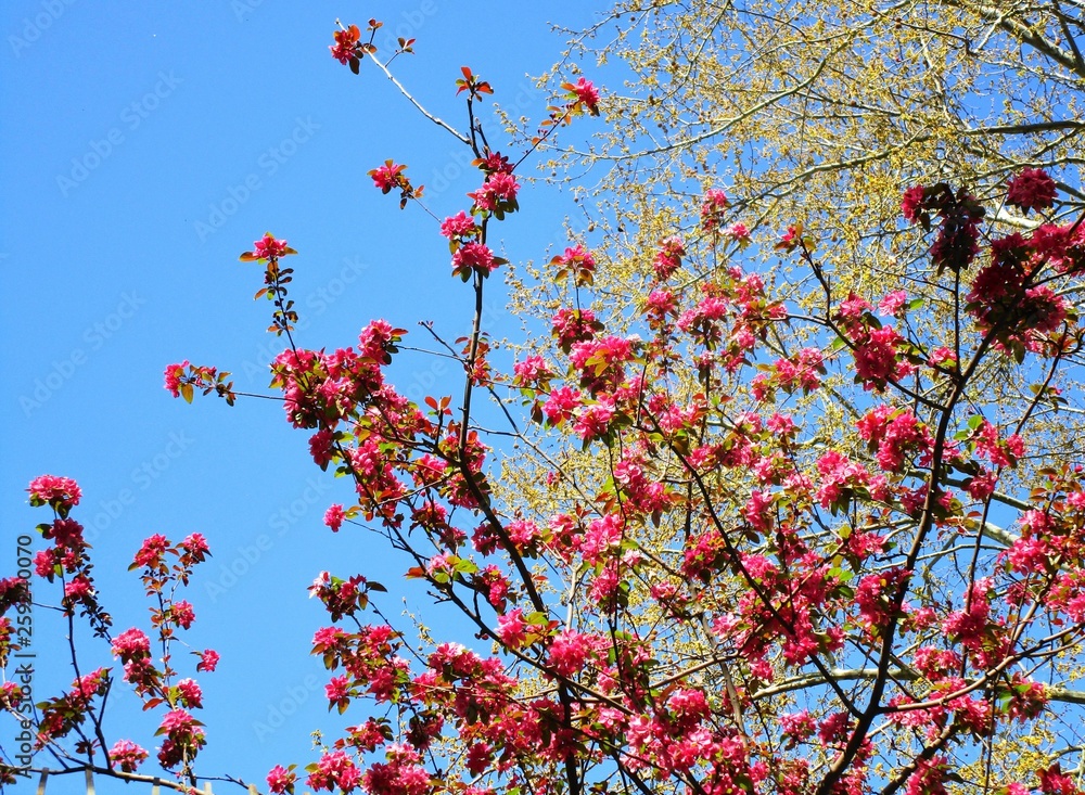 ALMENDRO EN FLOR, árbol, primavera, florecer, flor, rosa, cielo, naturaleza, sucursal, ALMENDRO EN FLOR, árbol, primavera, florecer, flor, rosa, cielo, naturaleza, sucursal,