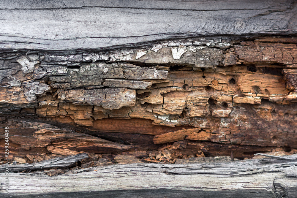 burnt bark ate with holes eaten by beetles background texture burnt bark ate with holes eaten by beetles background texture