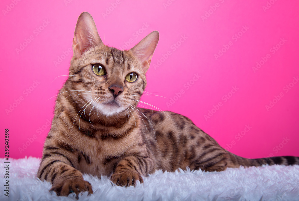 Beautiful stylish Bengal cat. Animal portrait. Bengal cat is lying. Blue background. Collection of funny animals