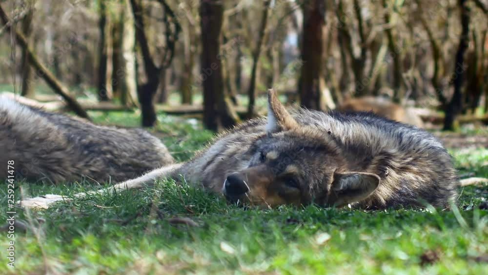 A beautiful european grey wolf resting and sleeping on the grass on a sunny day A beautiful european grey wolf resting and sleeping on the grass on a sunny day