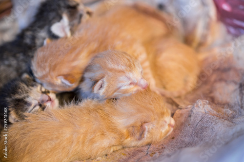 Colorful newborn kitten sleep together on blanket