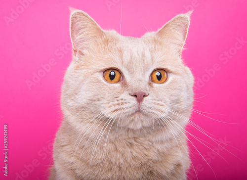 Beautiful stylish purebred cat. Animal portrait. Purebred cat is sitting. Blue background. Colorful decorations. Collection of funny animals