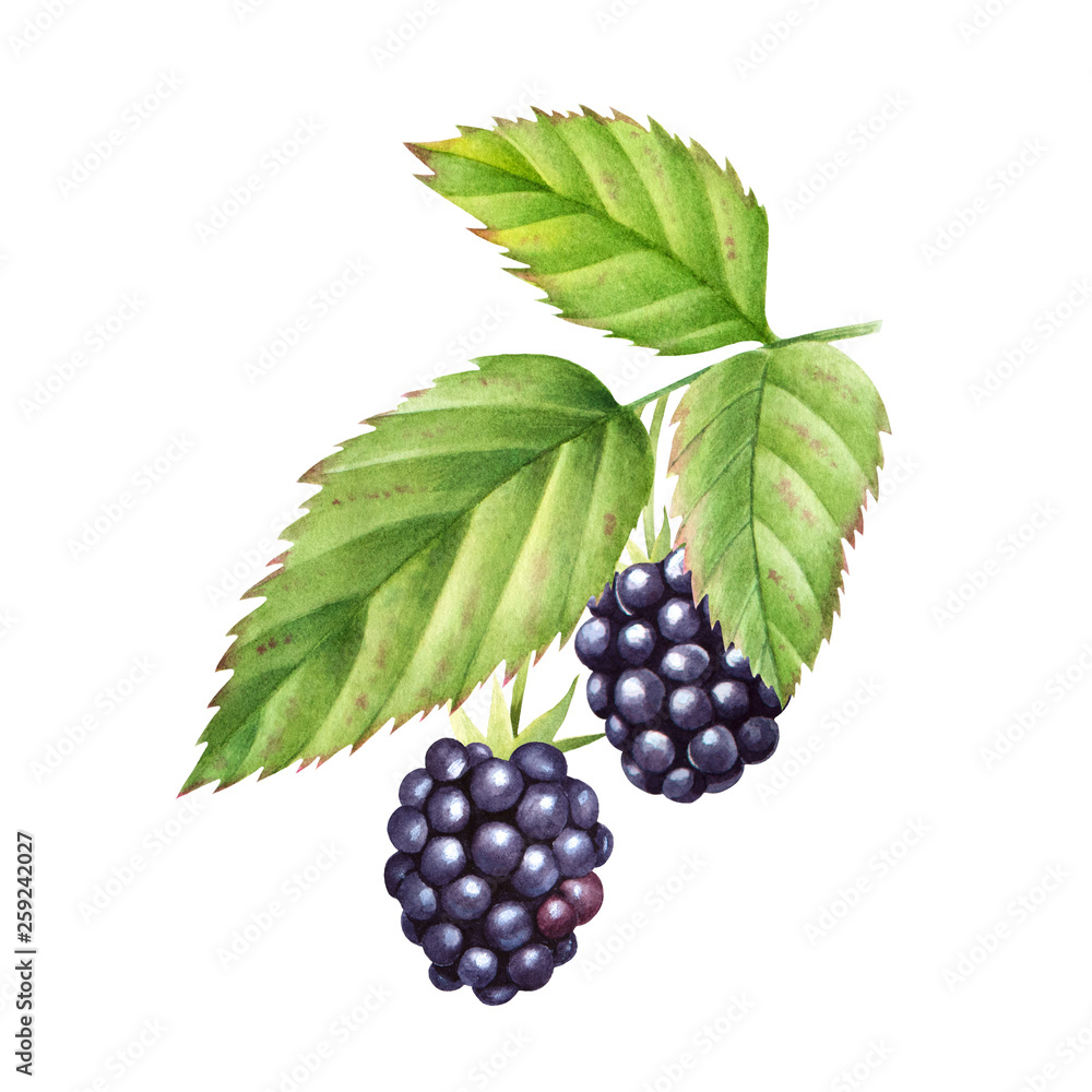 Hand drawn illustration of blackberry with leaves. Isolated watercolor fruit sketch. Hand drawn illustration of blackberry with leaves. Isolated watercolor fruit sketch.