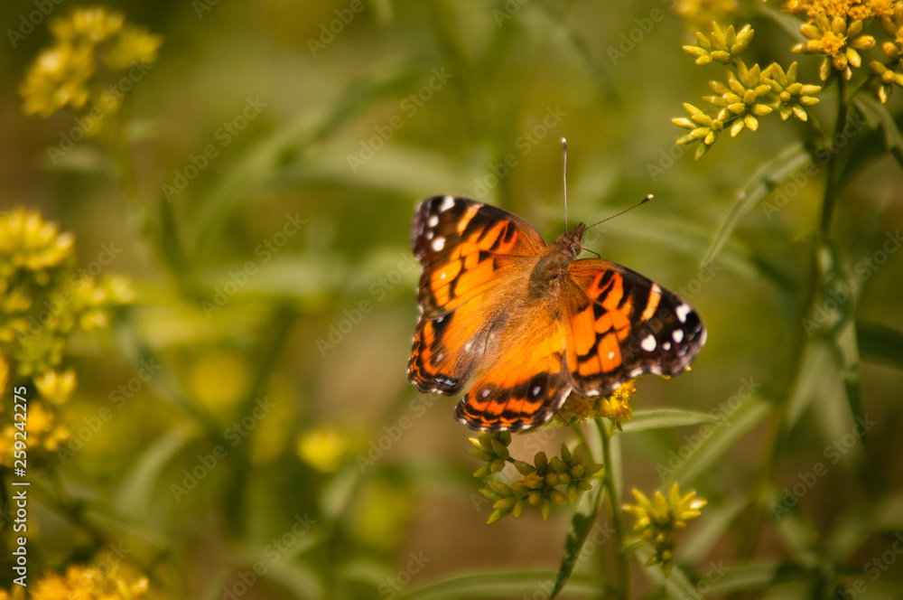 Obraz premium Butterfly