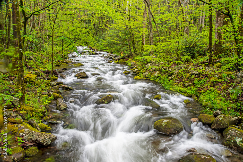 A beautiful white water stream in The Smokies surrounded with greenery. A beautiful white water stream in The Smokies surrounded with greenery.