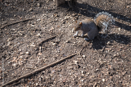 New York Squirrel in Central Park - New York City, NY