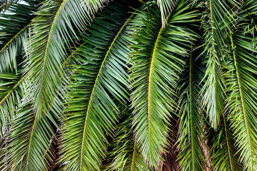 Close-up of Phoenix canariensis palm Close-up of Phoenix canariensis palm