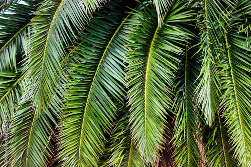 Close-up of Phoenix canariensis palm