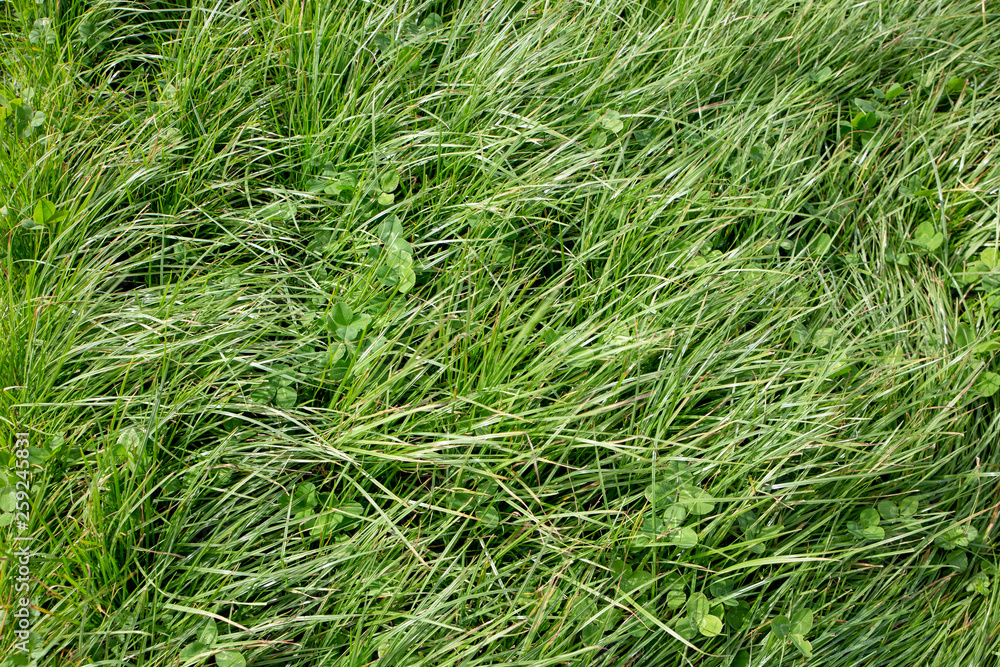 Perennial ryegrass and large leafed white clover grown by farmers for pasture, hay and stock feed in New Zealand Perennial ryegrass and large leafed white clover grown by farmers for pasture, hay and stock feed in New Zealand