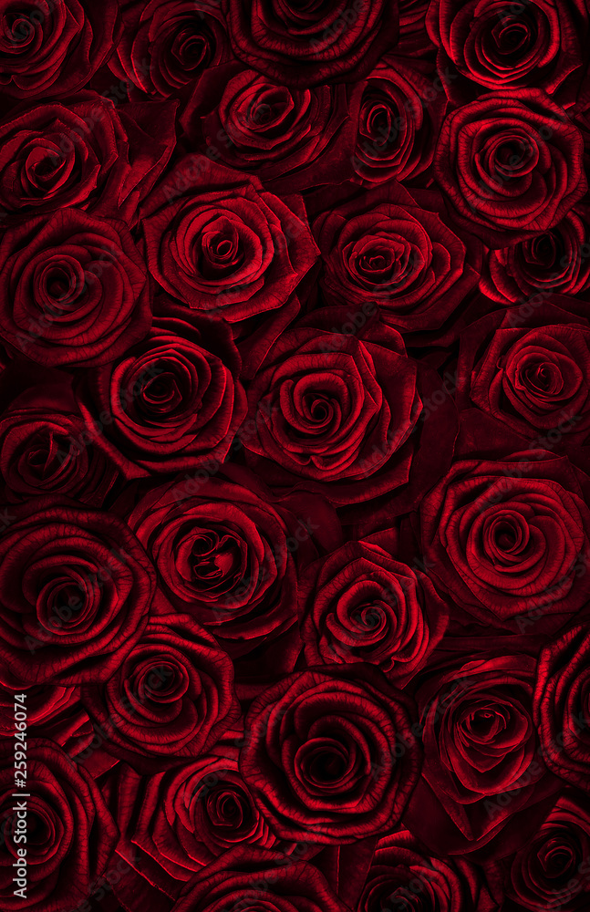 fresh red roses isolated on a black background. Greeting card with roses fresh red roses isolated on a black background. Greeting card with roses