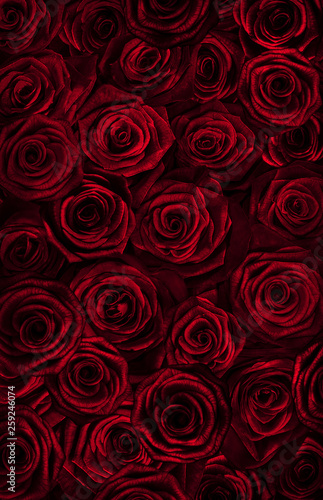 fresh red roses isolated on a black background. Greeting card with roses
