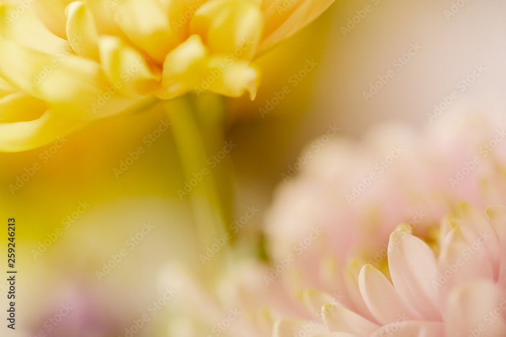 Pastel blurred background flowers in yellow and pink.