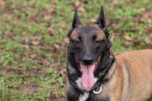 Dog Belgian Schepard - Malinois