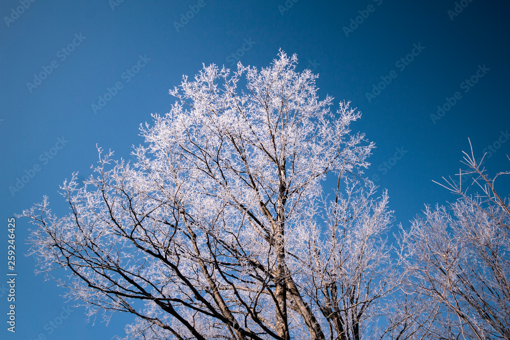 A winter tree with its branches frozen in ice.