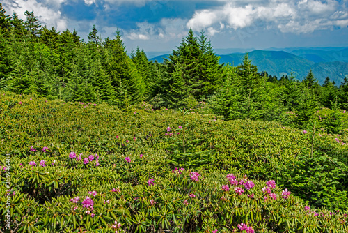 Purple Rhododendron blooming on the top of Roan Mountain.