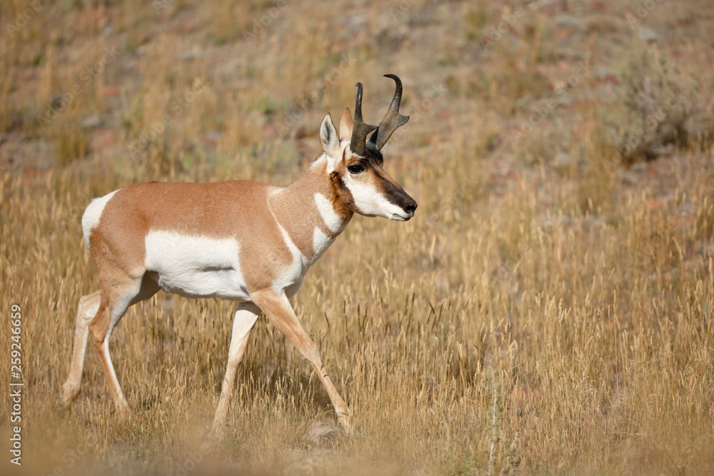 Pronghorn