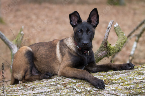Dog Belgian Schepard - Malinois