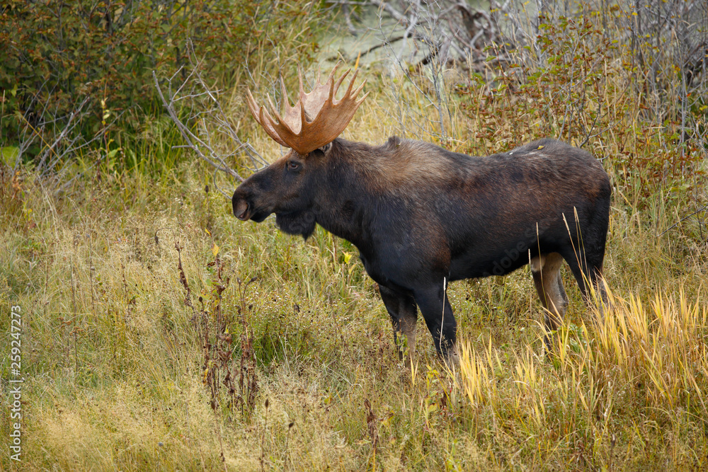 Bull Moose Bull Moose