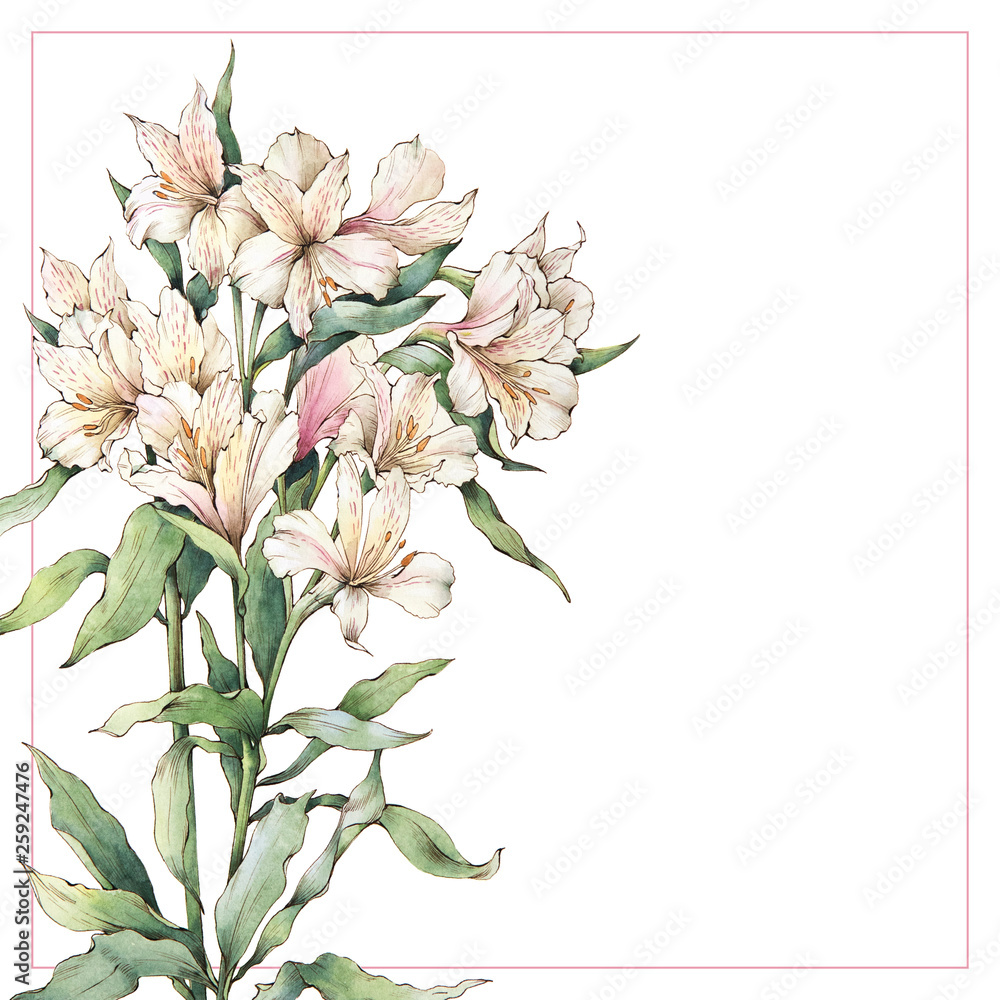 Alstoemeria flowers bouquet. Watercolor white lilies. Perfect for wedding invitations and stationery.