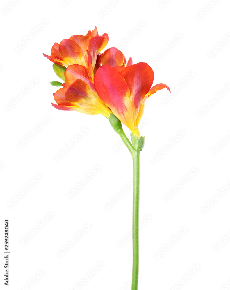 Beautiful spring freesia flower isolated on white Beautiful spring freesia flower isolated on white