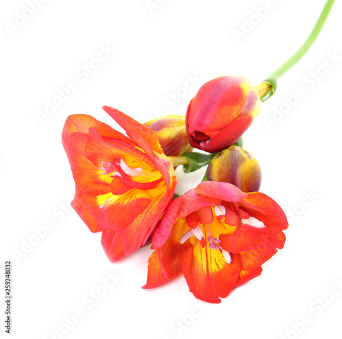 Beautiful spring freesia flower isolated on white