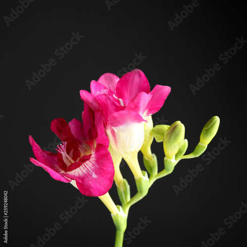 Fototapeta Naklejka Na Ścianę i Meble -  Beautiful bright freesia flower on dark background