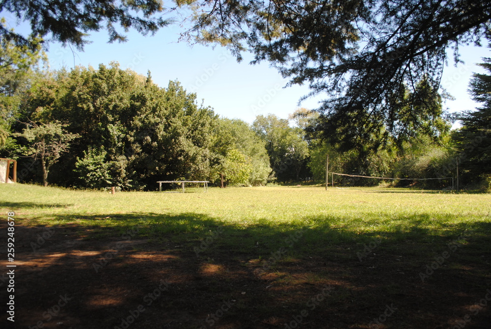 Obraz premium arboles