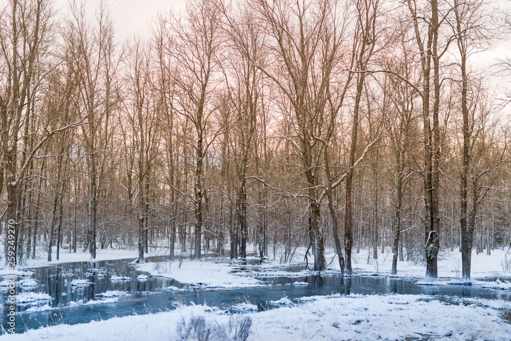 Winter forest bounded by water covered with snow and ice Winter forest bounded by water covered with snow and ice