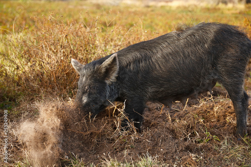 Wild Boar photo