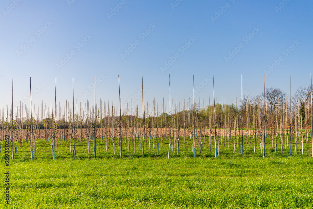 Obraz premium Outdoor sunny scenery of Agricultural farm, line of small growing almond trees orchard in Europe and early spring season.