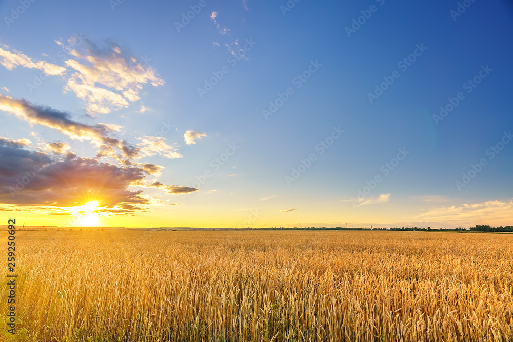 Sunset above the wheat field in european countryside