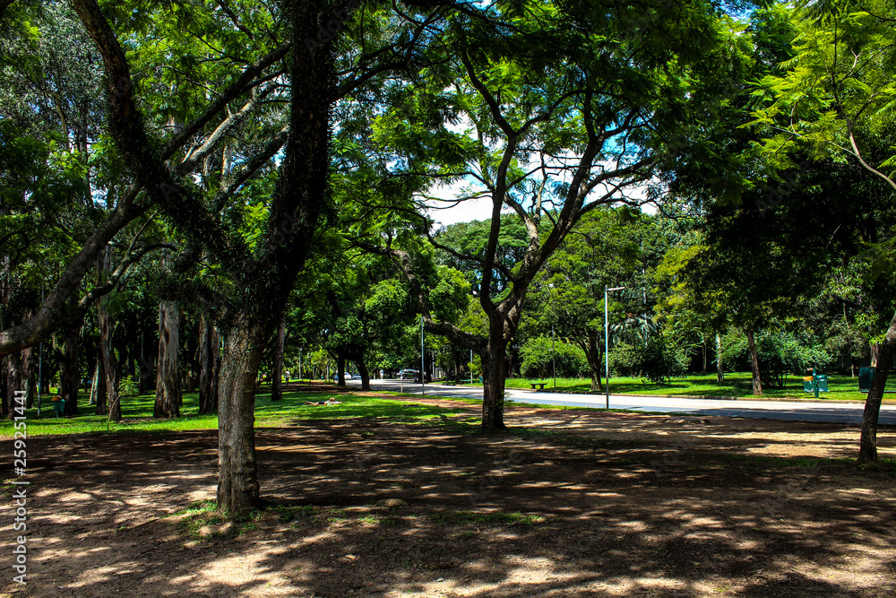 Fototapeta premium Parque