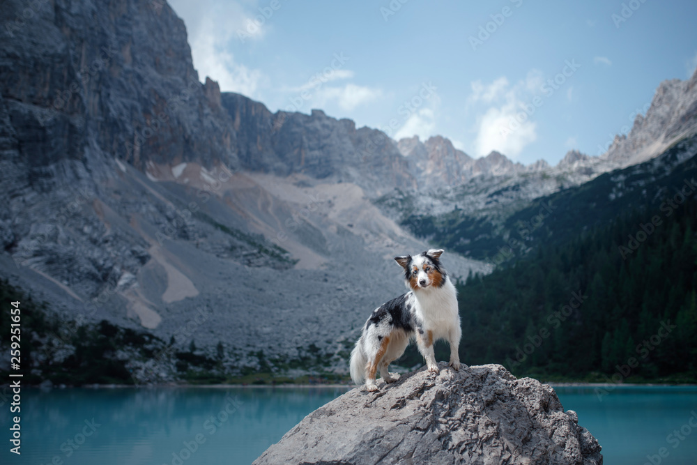 dog stands on a stone on a blue lake in the mountains. Australian shepherd, Aussie in nature. Pet Travel