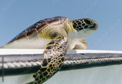 Volunteer Sea Turtle Tagging Expedition photo
