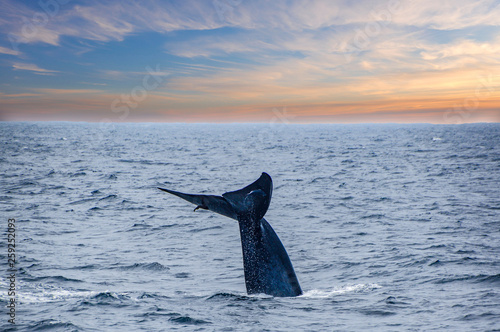 A tale of a blue whale beautifully emerges from the ocean by Mirissa bay, southern Sri Lanka.