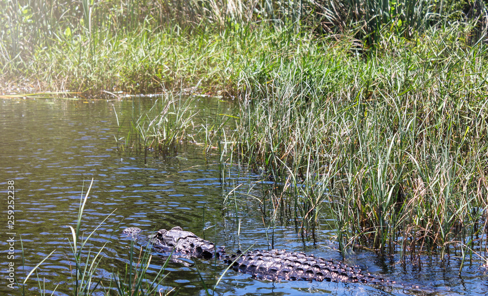 Fototapeta premium Big wild alligator swims in the lake at sunny day. Crocodile in the water