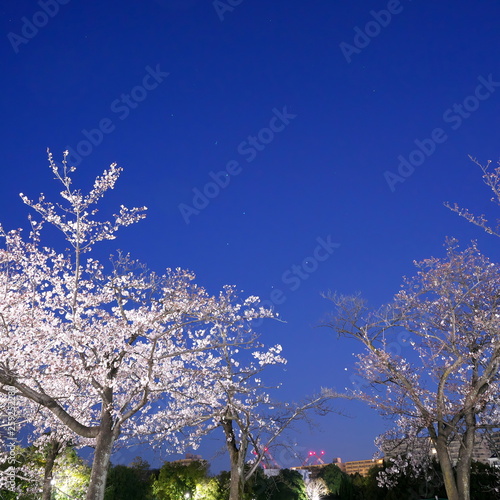 Tokyo,Japan-April 3, 2019: Cherry blossoms in full bloom with Triones or Big Dipper background in Tokyo early in the morning