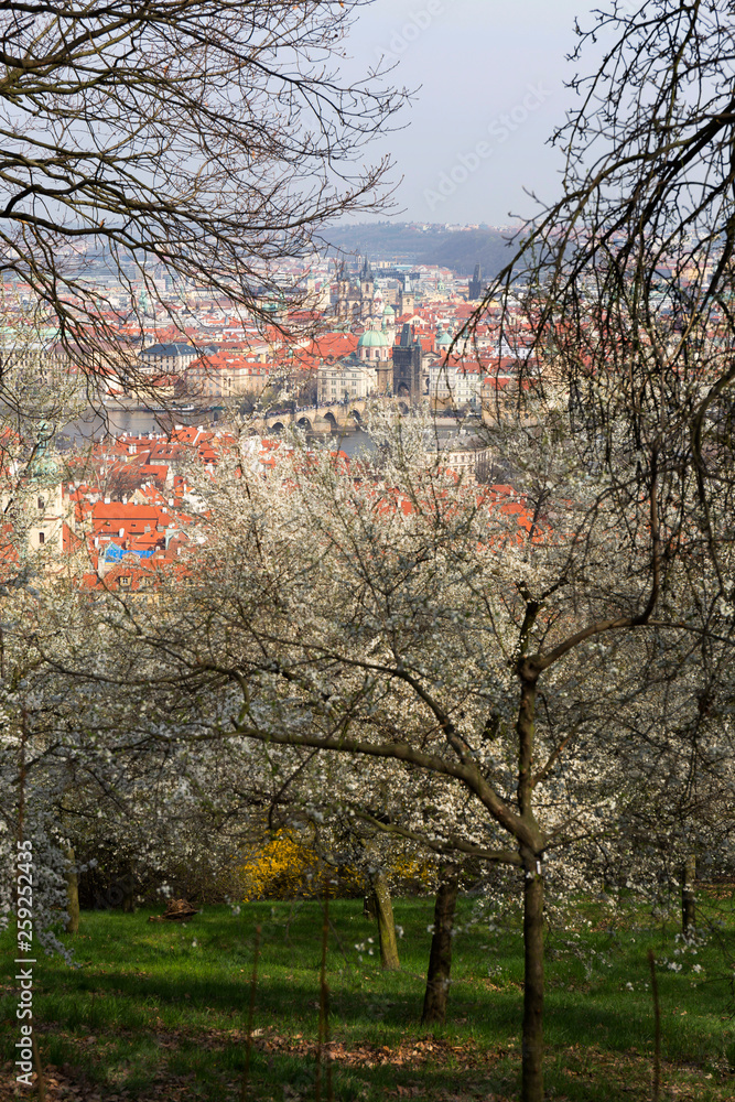 Early spring Prague City with the green Nature and flowering Trees, Czech Republic