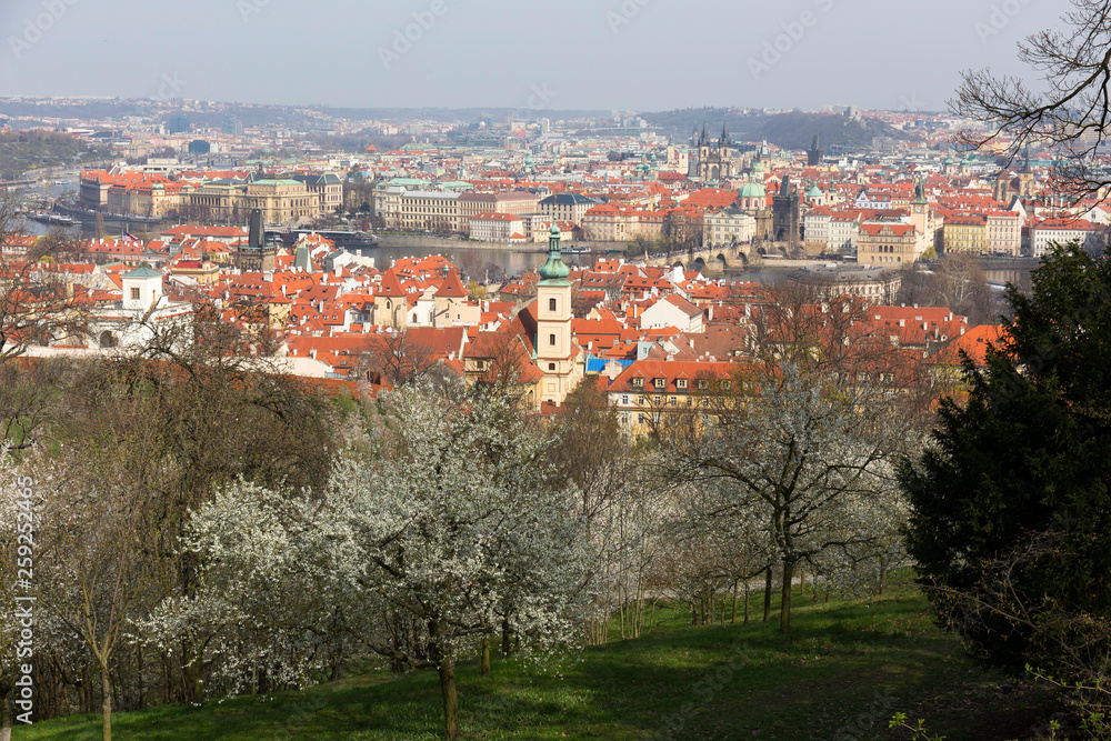 Obraz premium Early spring Prague City with the green Nature and flowering Trees, Czech Republic