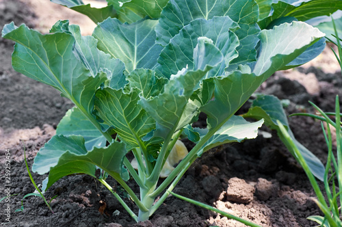 Cabbage green head in a field on a farm.Green collard growing in the garden