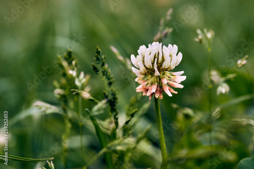 Wild grass flowers/Close up of white clover flower blooming on green background.A selective focus picture of grass flower with insect and natural green blurred background