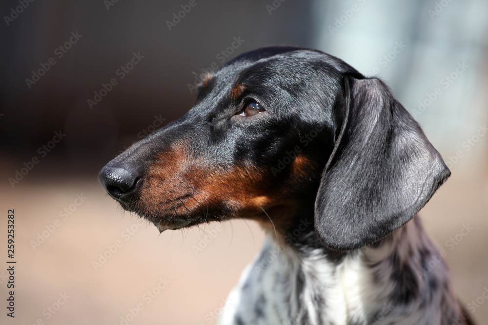 dachshund dog spring garden dachshund dog spring garden
