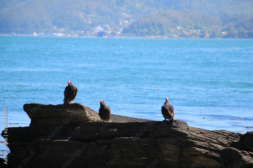 Vultures on the beach. Valdivia - Chile