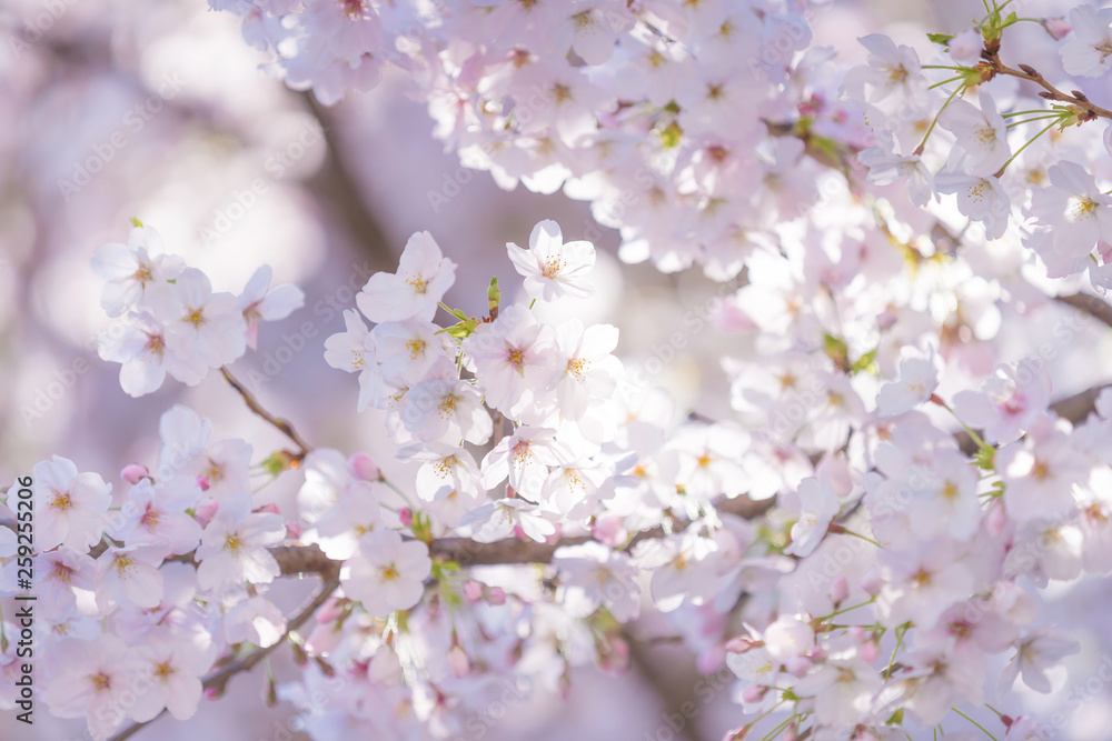 桜