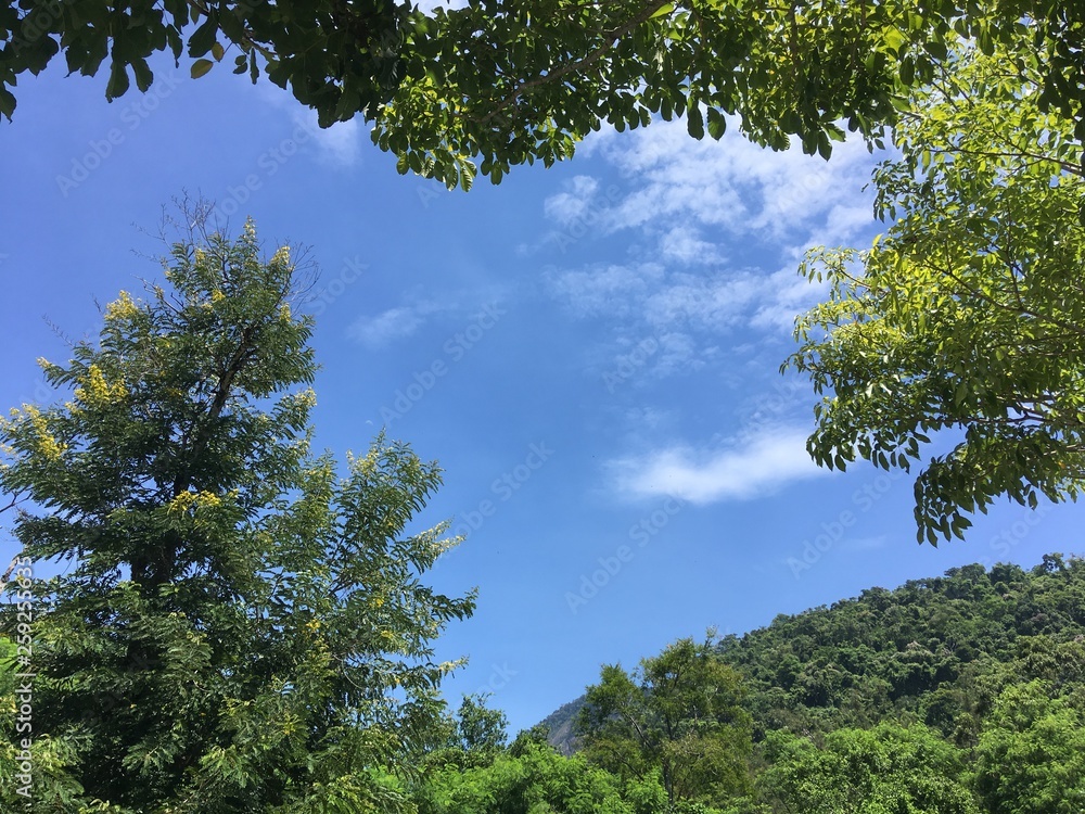 trees and blue sky