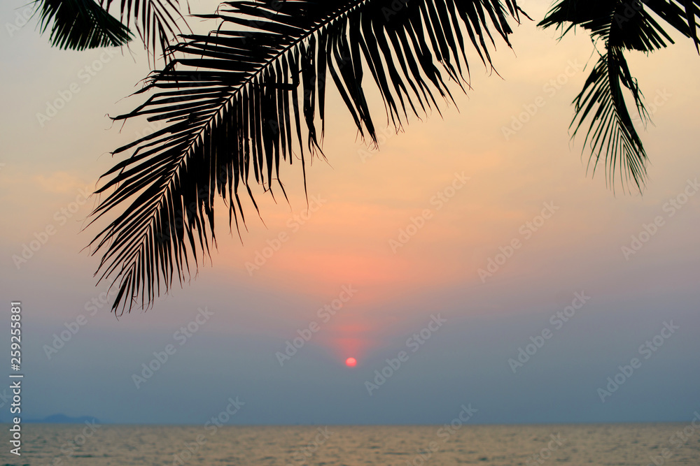Fototapeta premium Silhouette of tropical coconut palm tree leaf at sunset, Thailand.