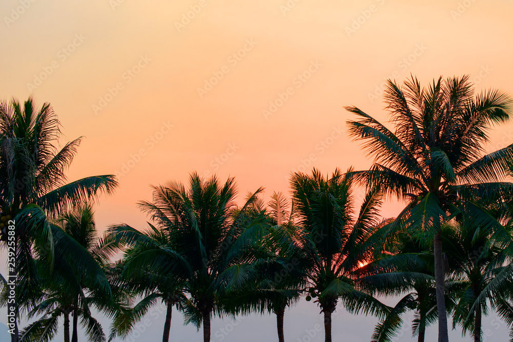 Silhouette of tropical coconut palm trees at sunset, Thailand.