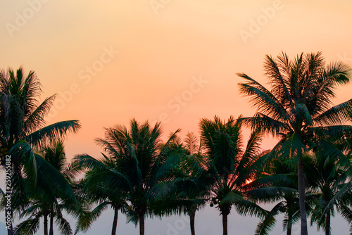 Silhouette of tropical coconut palm trees at sunset  Thailand.