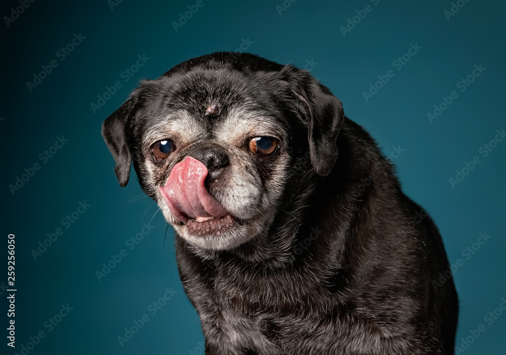 Pug store licking nose