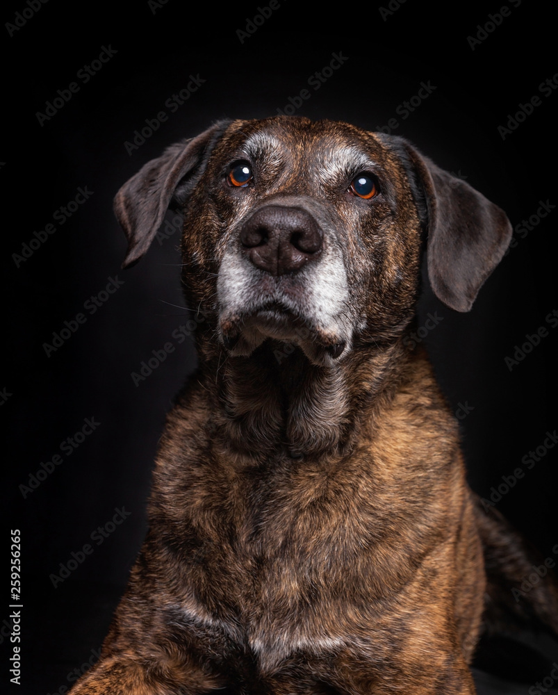 old lab mix in a studio portrait setting